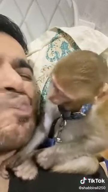 Прикольная обезьянка, любовь и поцелуи смотреть онлайн