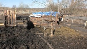 Кабаны. К поросятам подбирается ястреб. Пугало или выстрел_