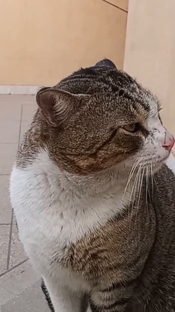 Amazing beautiful cute Nice and big size cat please watch смотреть онлайн