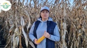 Гібрид кукурудзи Андрес від Арт-Агро ФАО 350.