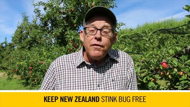 The Brown Marmorated Stink Bug in winter (30 seconds) смотреть онлайн