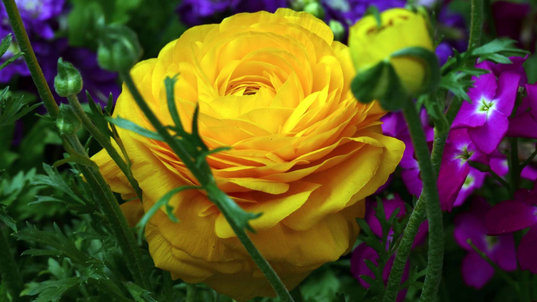 Цветы моего сада*   Лютики (Ranunculus)