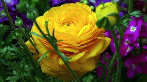 Цветы моего сада*   Лютики (Ranunculus)
