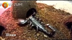 ОМЫРТҚАЛЫ ЖӘНЕ ОМЫРТҚАСЫЗ ЖАНУАРЛАРДЫҢ ҚОЗҒАЛЫС МҮШЕЛЕРІ #омыртқа #жануар #мүше