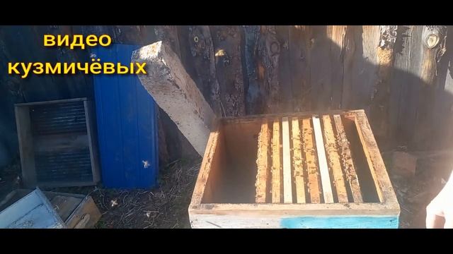 пересадка отводков карника + осмотр семьи  средне русской породы