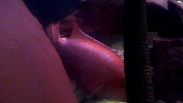 Jaguar Cichlid, Midas Cichlid, Buttikoferi, Green Terror Community Tank смотреть онлайн