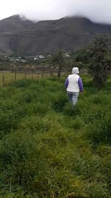 Сады Дагестана смотреть онлайн