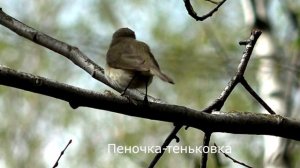 Пение птиц Большая синица Зеленушка Пеночка - теньковка лесная канарейка голоса птиц звуки леса