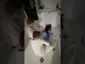 это всё моё  #купитьщенканемецкойовчарки 89033733791
