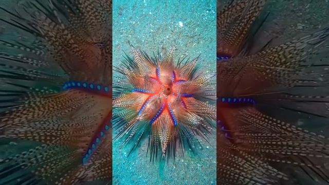 морской мир и его красота