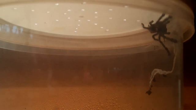 Poecilotheria metallica feeding | young spider feeding | Insect Kingdom смотреть онлайн