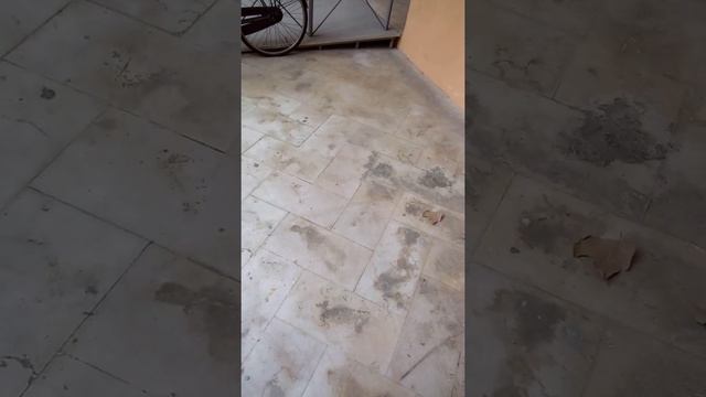 LEAC ANTICORPI IMUNITATE  BOLI AUTOIMUNE GRATIS TIMUS LEUCOCITE LINFOCITE MA BAT CU PUMNU IN PIEPT