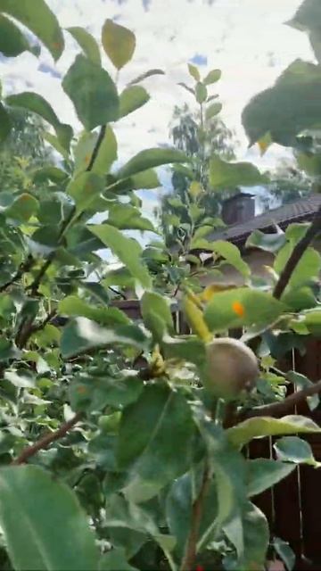 Груша с «подарками» смотреть онлайн