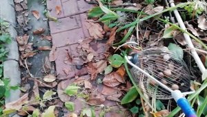 Чудо инженерной мысли - орехосборник