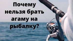 Почему нельзя брать с собой на рыбалку агаму