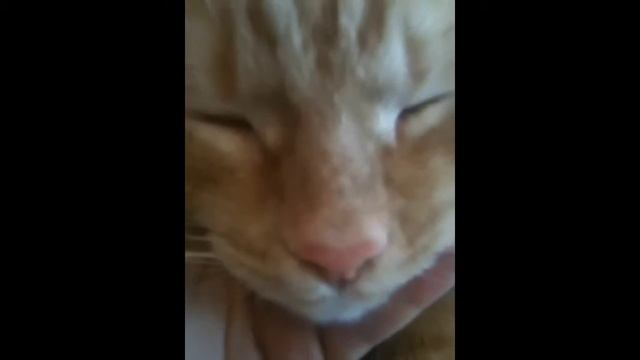 Мой 2 кот Тима смотреть онлайн