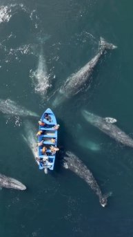 Встреча с китами