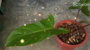 Philodendron Florida Bronze | #shorts