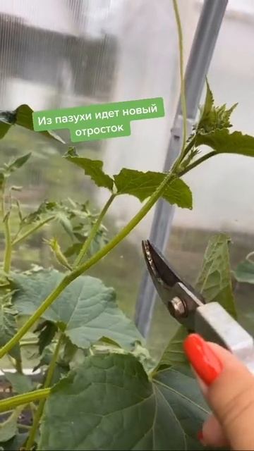 #огурцы #выращиваниеогурцов #дача #своиовощи #своиогурцы #огурчики #shorts смотреть онлайн