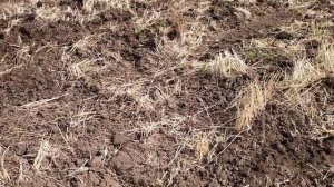 Закрытие влаги и выравнивание глыбистых фонов бороной БИГ-3А по различным предшественникам