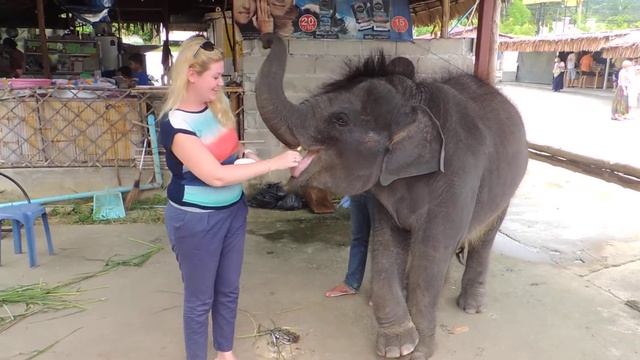 Слон на Пхукете. Elephant in Phuket смотреть онлайн