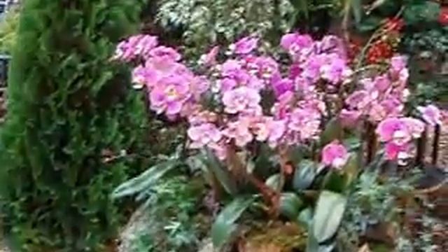 THE 15th EUROPEAN ORCHID CONGRESS AND SHOW смотреть онлайн