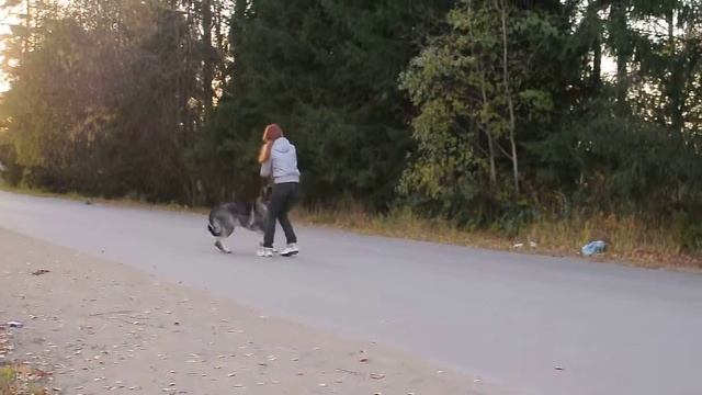 Северная Застава Дочь Волка. смотреть онлайн