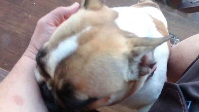 Французский бульдог Варенька: утро в бульдожьем бору/French bulldog Barbara: morning смотреть онлайн