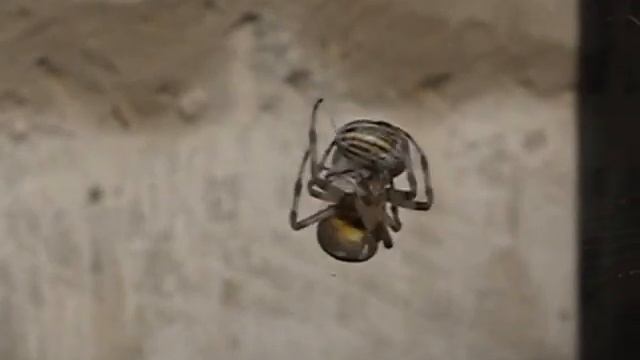 Паучек и колорадский жучек смотреть онлайн