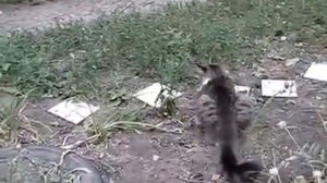 Животные атакуют . Крыса напала на кошку .