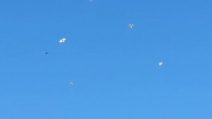 бойние голуби... pigeons...! Ленинаканци..