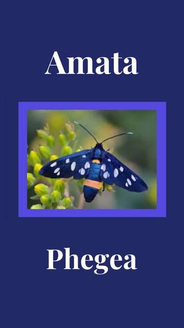 These moths are pretty cool! смотреть онлайн