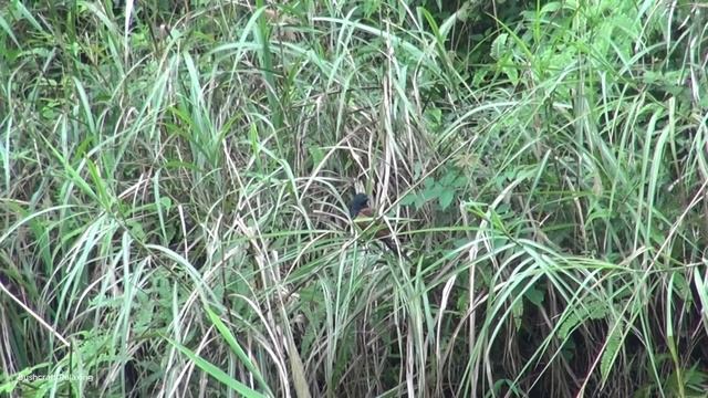 Single Mom Farm, transporting cement to the mountain - Green forest life, free bushcraft log cabin смотреть онлайн