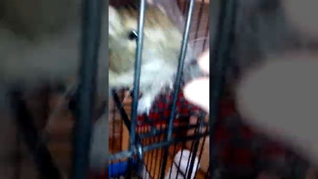 Влок 🎀Собака очень странная 😨 смотреть онлайн