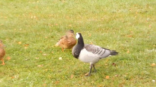 Белощёкая казарка смотреть онлайн