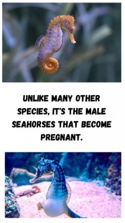 Mister Mom - The Seahorse Wonder