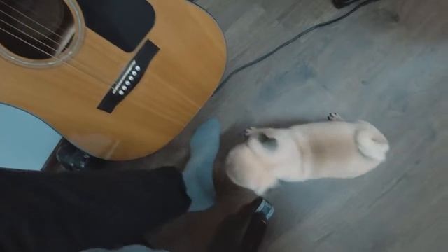 ШОК! Хованский угрожает собаке! Ларин в курсе?! смотреть онлайн