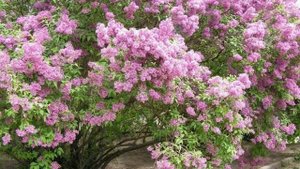 Лариса Крылова - ЧАРЫ СИРЕНИ(Пойдём со мной)