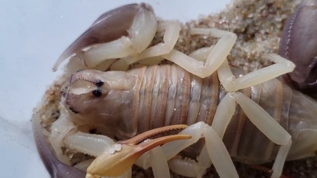 7i Androctonus australis hector смотреть онлайн