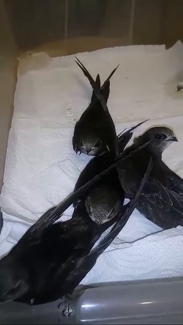 Маленькие стрижата смотреть онлайн