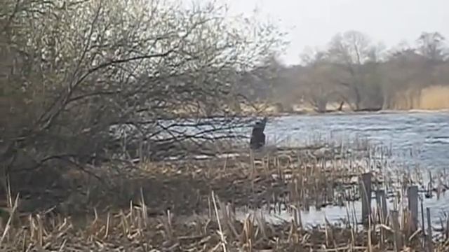 Лось. Просто лось. смотреть онлайн