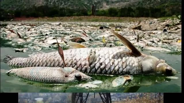 Дохлая экология Майский Жук смотреть онлайн