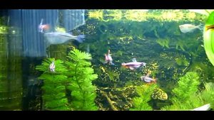 Nannostomus mortenthaleri males.mpg