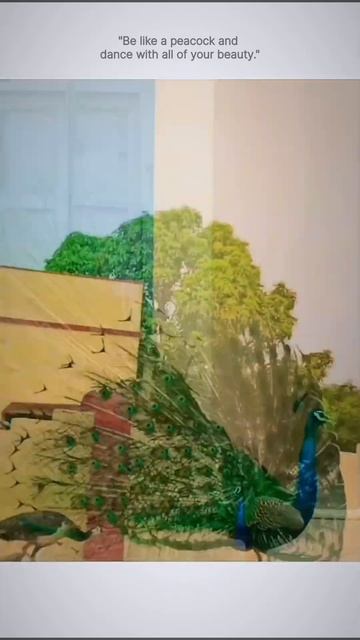 The peacock dance is the height of the moment.❤️❤️...#photography#love #nature #peacock#status#song смотреть онлайн