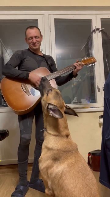 Малинуа Музыкальная собака смотреть онлайн