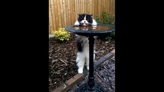 Хоть пивка полакаю! смотреть онлайн