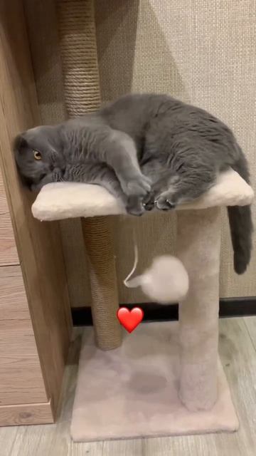 😘Каждое 4 видео на канале с Дымком #кот #вислоухие #кошки смотреть онлайн