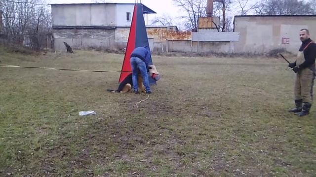 Карат . на привязи31217