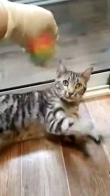 кошачьи игры смотреть онлайн