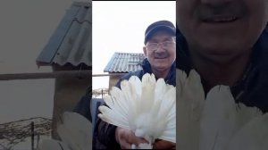 Голуби Филатова Евгения Калмыкия Яшалта